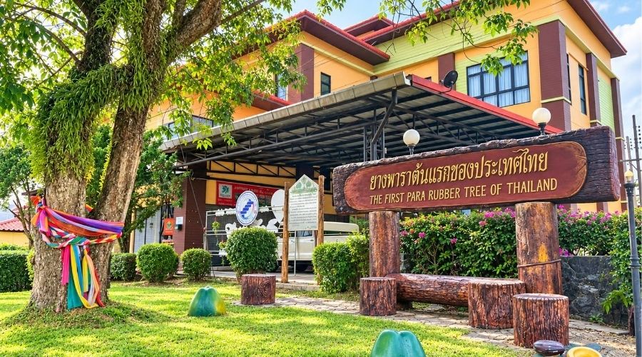ต้นยางพาราต้นแรกของประเทศไทย